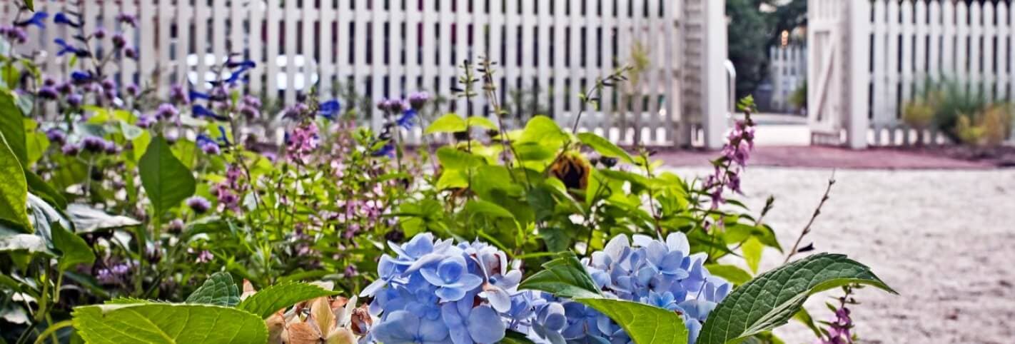 A close-up of blue hydrangeas among various colorful flowers with a white picket fence in the background.